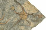 Plate With Two Fossil Brittle Stars (Ophiura) - Morocco #233039-1